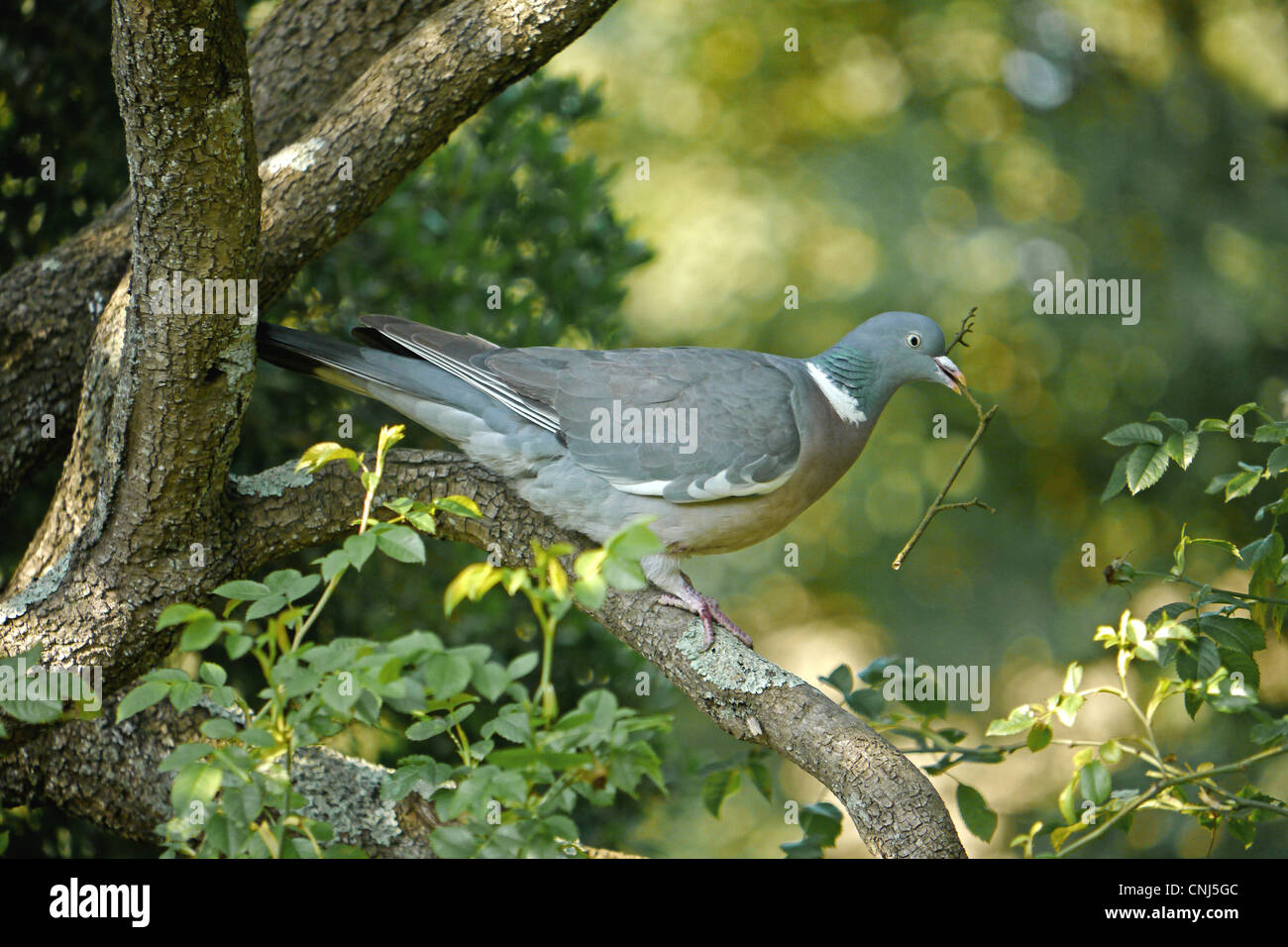 Wood Pigeon (Columba palumbus) adult, collecting twig for nesting material, perched on branch, West Sussex, England, july Stock Photo