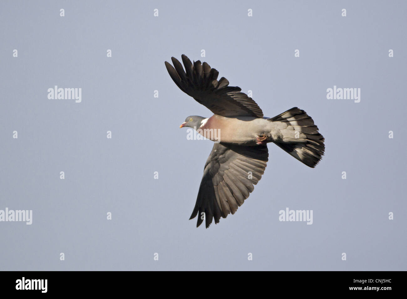 Eurasian woodpigeon columba palumbus hi-res stock photography and ...