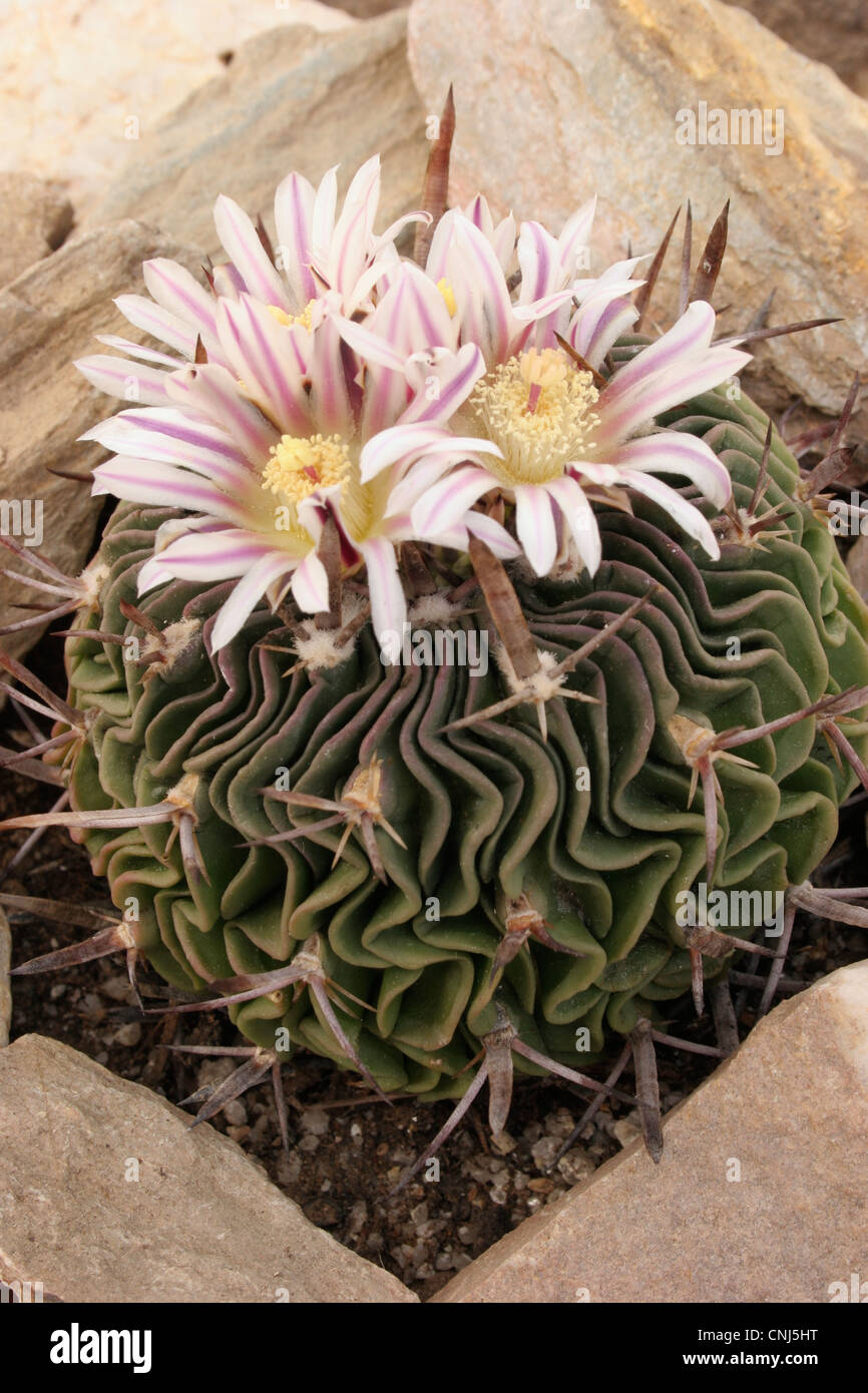Cactus (Stenocactus species) grown from seed from east of Salinas, San Luis Potosi, Mexico. Stock Photo