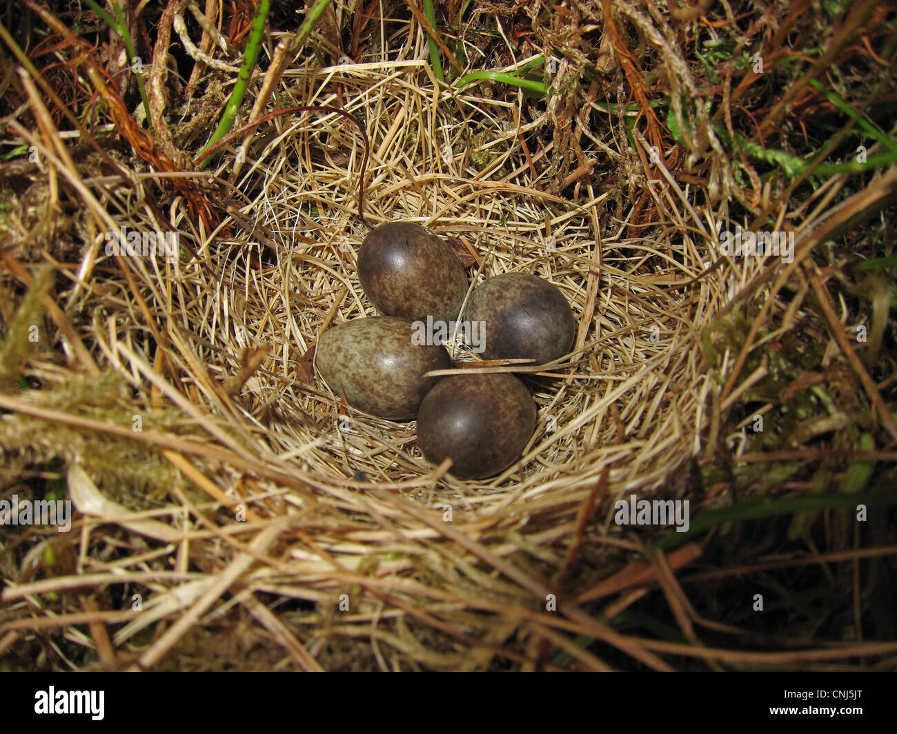 Meadow pipit eggs hires stock photography and images Alamy