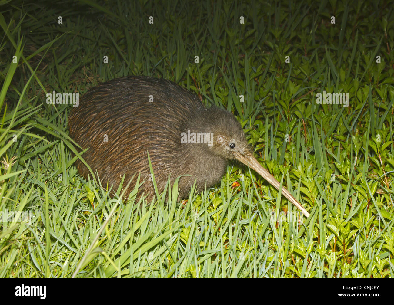 North Island Brown Kiwi (Apteryx mantelli) adult, standing in grass at night, New Zealand, november Stock Photo