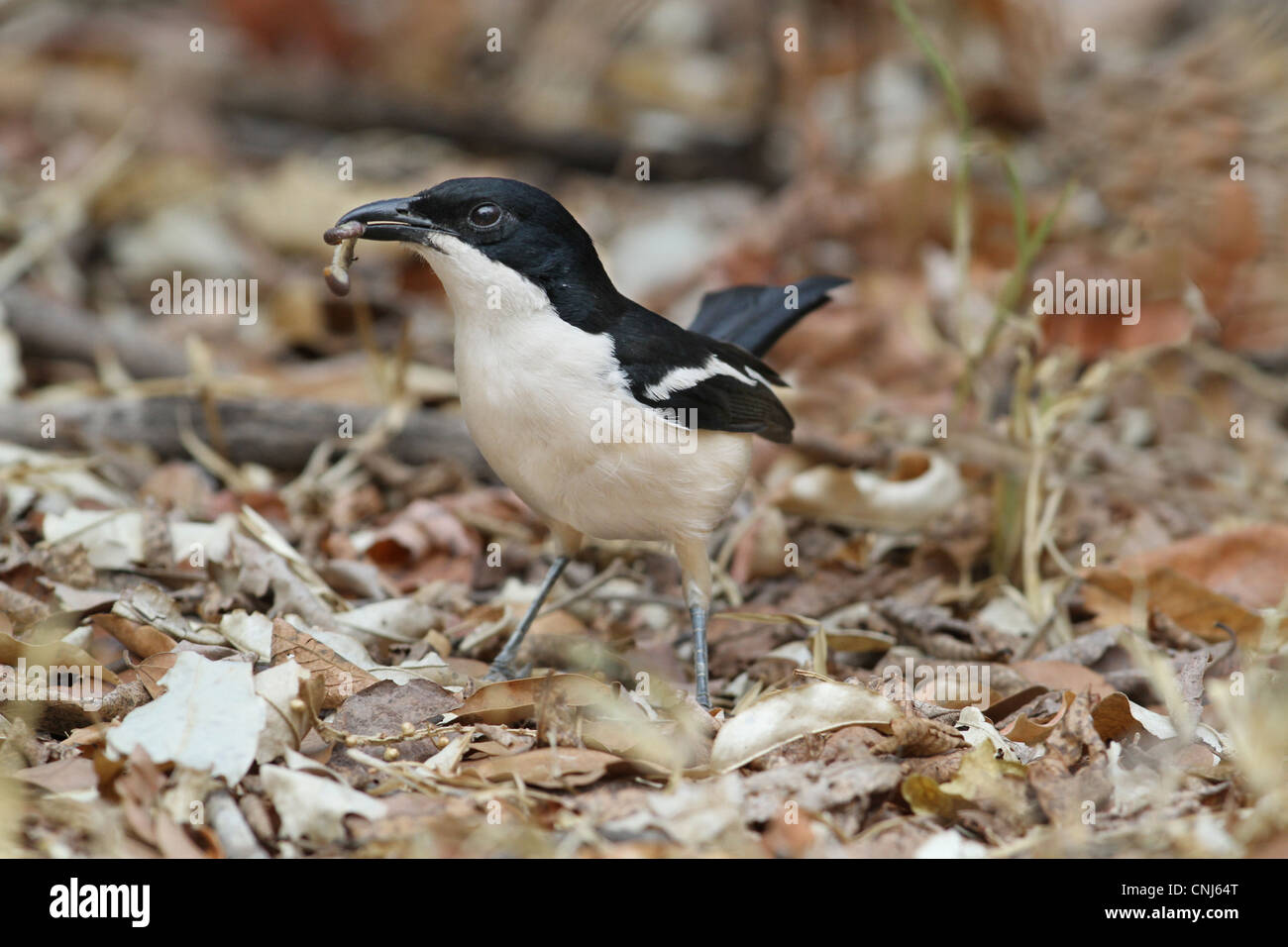 Tropical Boubou (Laniarius aethiopicus) adult, with food in beak, foraging amongst leaf litter, Chobe N.P., Botswana Stock Photo