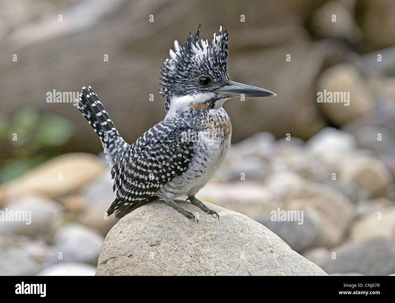 Crested Kingfisher (Megaceryle lugubris) adult, perched on rock, Northern India, january Stock Photo