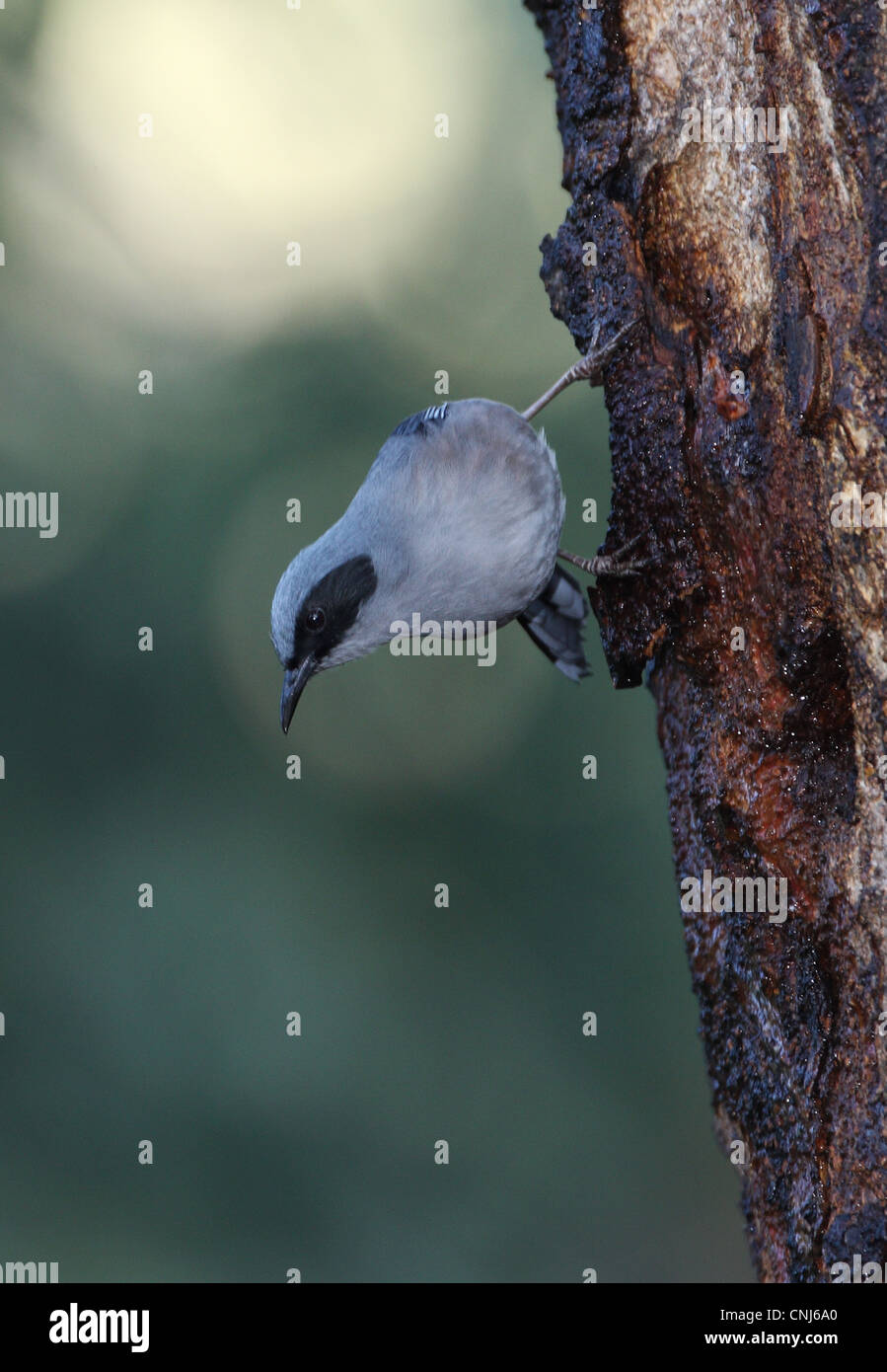 Beautiful Sibia Heterophasia pulchella nigroauritus adult feeding tree sap Eaglenest Wildlife Sanctuary Arunachal Pradesh India Stock Photo