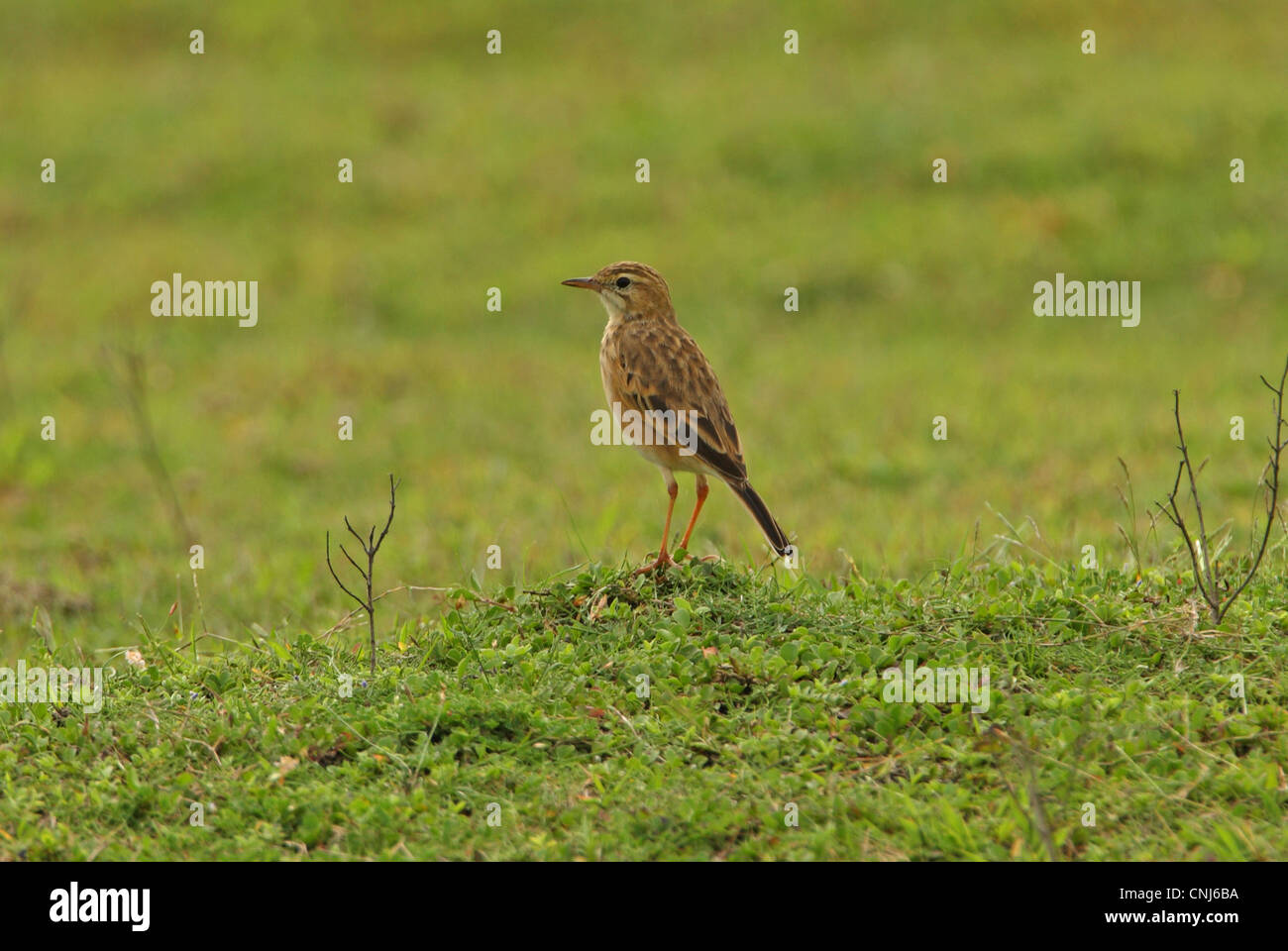 Paddyfield Pipit (Anthus rufulus) adult, standing in grassland, Sri ...