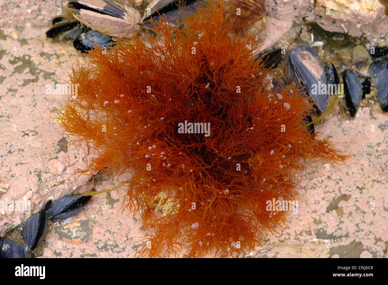 A red seaweed (Polysiphonia fruticulosa) in a rockpool, UK Stock Photo