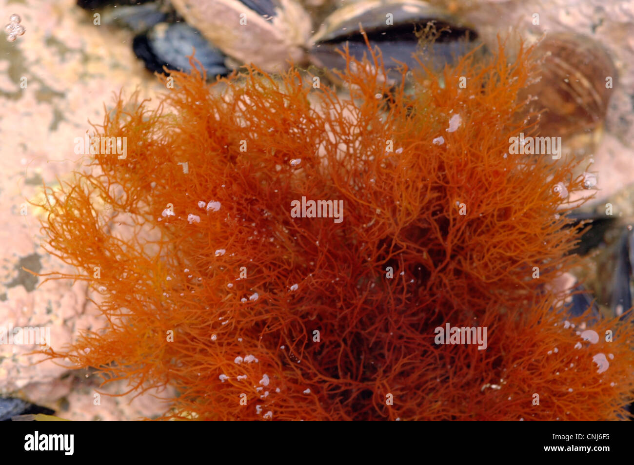 A red seaweed (Polysiphonia fruticulosa) in a rockpool, UK Stock Photo
