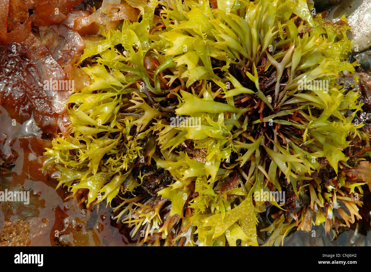 Grapeweed, a red seaweed (Mastocarpus stellatus), bleached green on the middle shore, UK Stock Photo