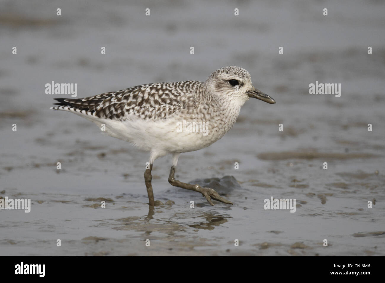 Grey Plover Pluvialis squatarola adult non-breeding plumage walking on ...