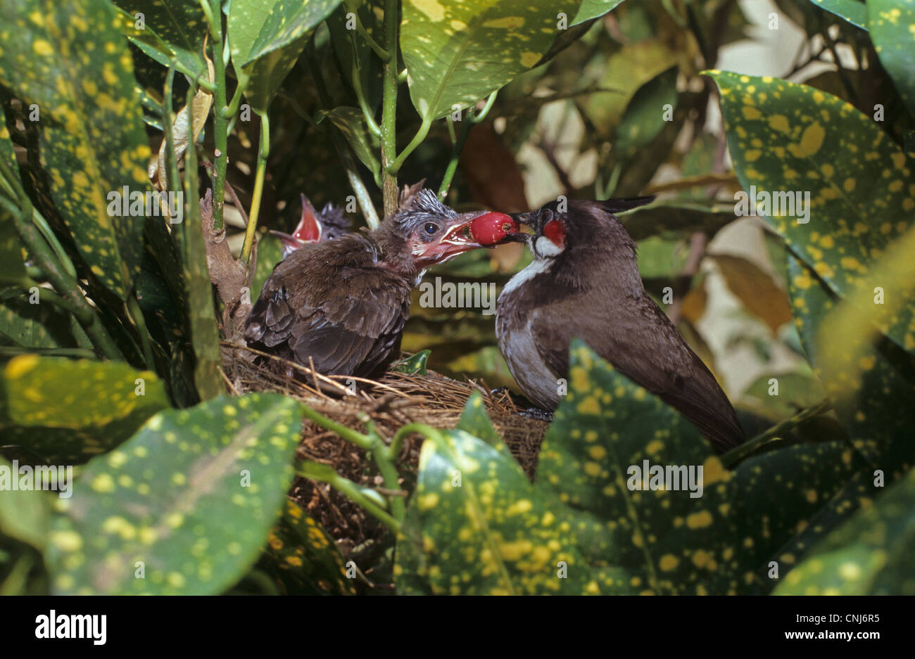 Red-whiskered Bulbul (Pycnonotus jocosus) adult, feeding fruit to chick in nest, Southern India Stock Photo