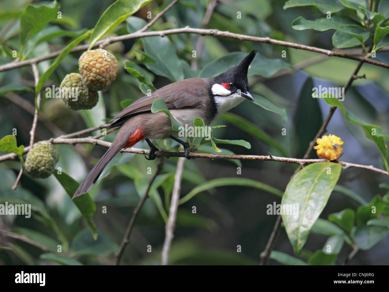Red-whiskered Bulbul (Pycnonotus jocosus) adult, perched on twig in fruiting bush, Hong Kong, China, march Stock Photo
