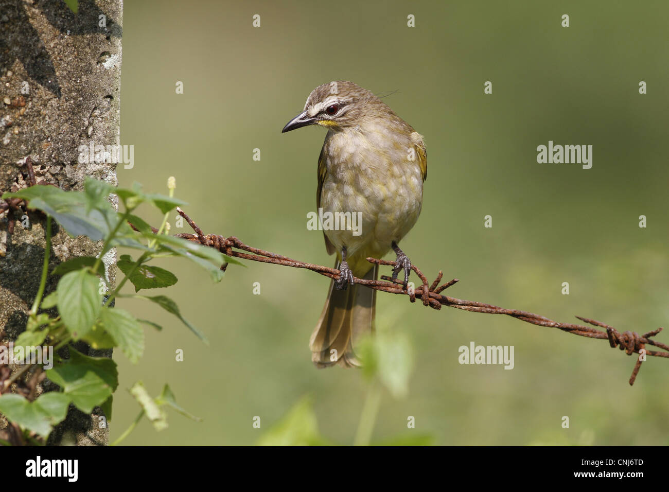 White-browed Bulbul (Pycnonotus luteolus) adult, perched on barbed wire fence, Sri Lanka Stock Photo