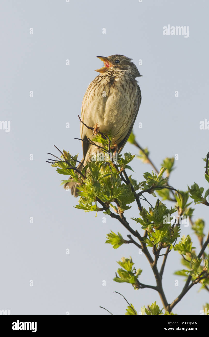 Corn Bunting (Miliaria calandra) adult, calling, perched on hawthorn, North Kent Marshes, Isle of Sheppey, Kent, England, april Stock Photo