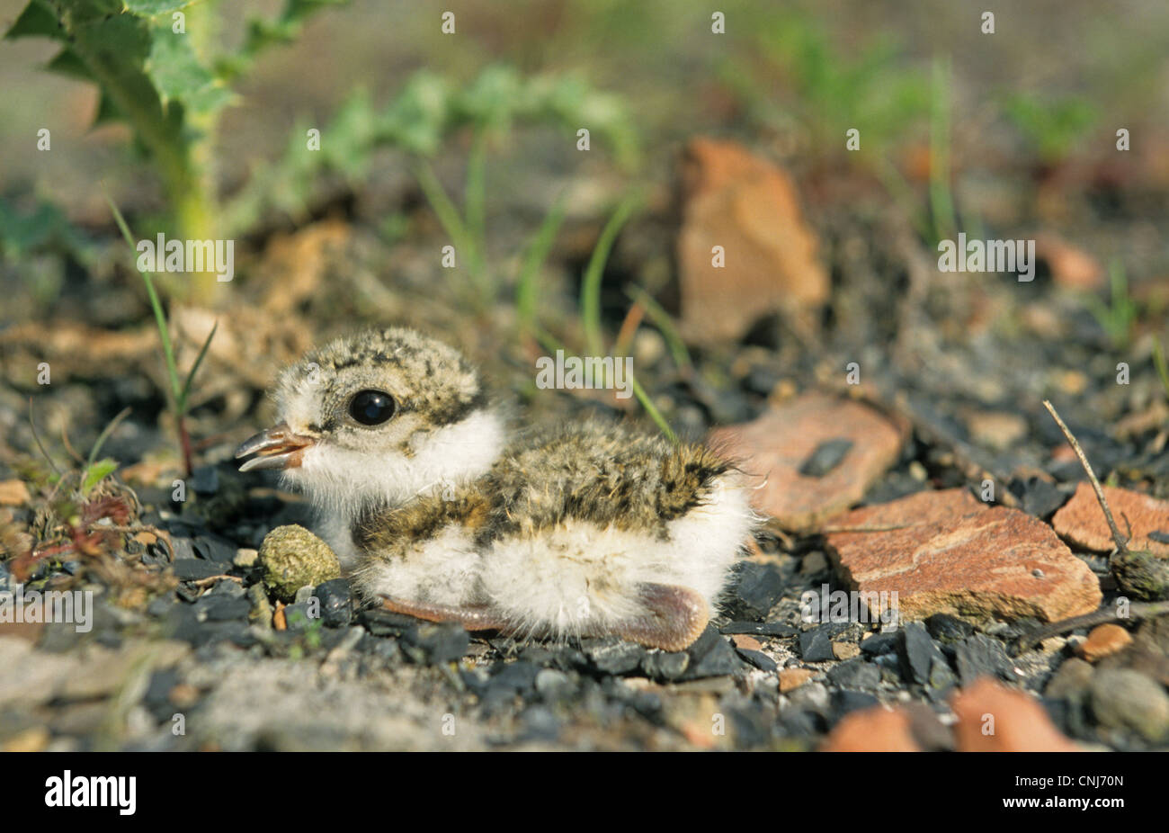Ringed Plover (Charadrius hiaticula) chick, newly hatched, South ...