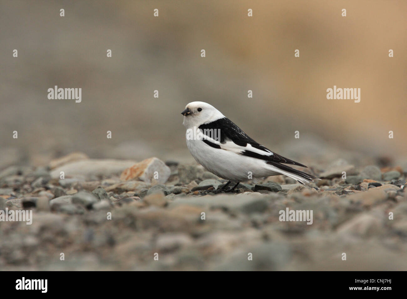 Snow Bunting Plectrophenax nivalis nivalis adult male summer plumage food in beak standing on stones Longyearbyen Svalbard june Stock Photo