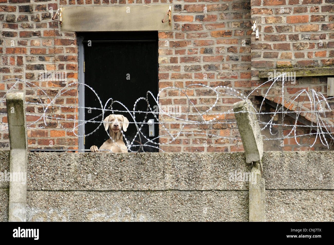 pet guard wire
