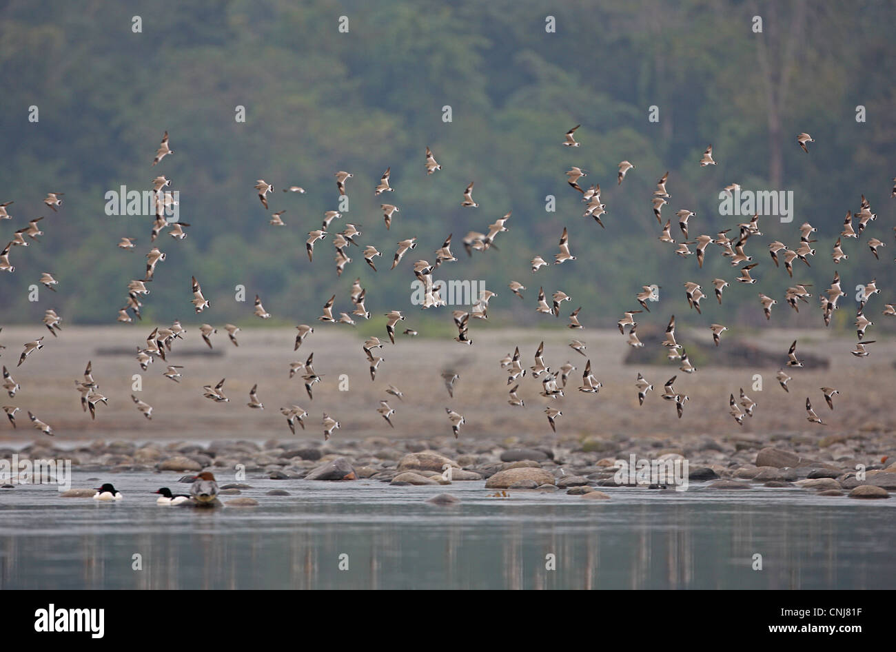 Small Pratincole Glareola lactea adults flock in flight over water Goosanders Mergus merganser Nameri Assam India january Stock Photo