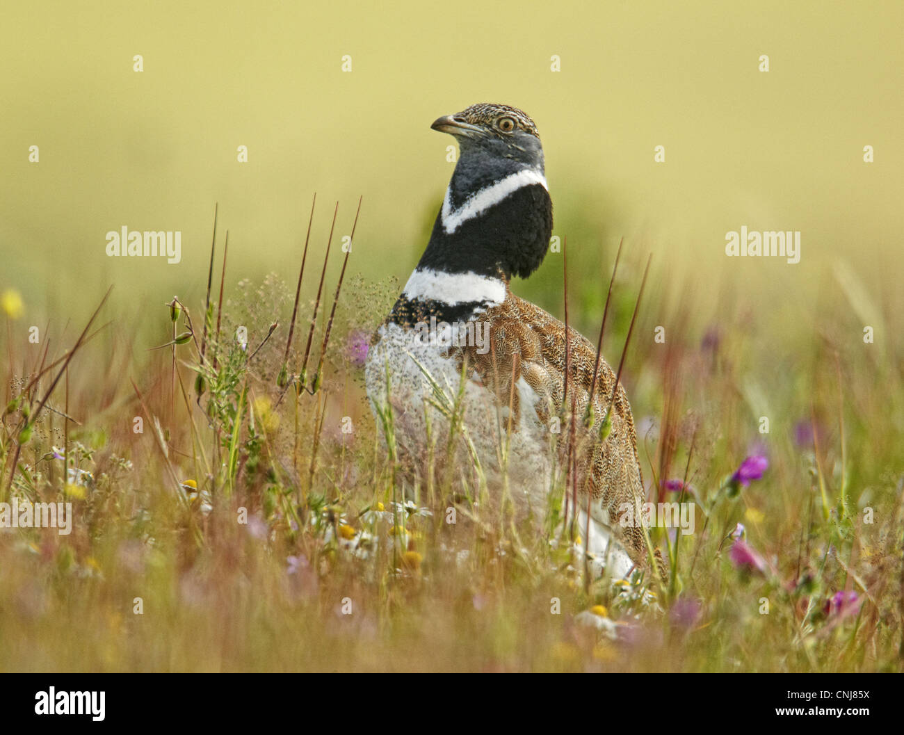 Little Bustard (Tetrax tetrax) adult male, breeding plumage, displaying in meadow, Extremadura, Spain, early spring Stock Photo