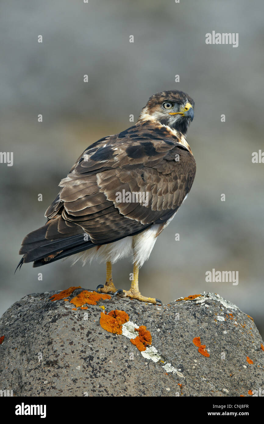 Augur Buzzard (Buteo augur) immature, standing on rock, Bale Mountains, Oromia, Ethiopia Stock Photo