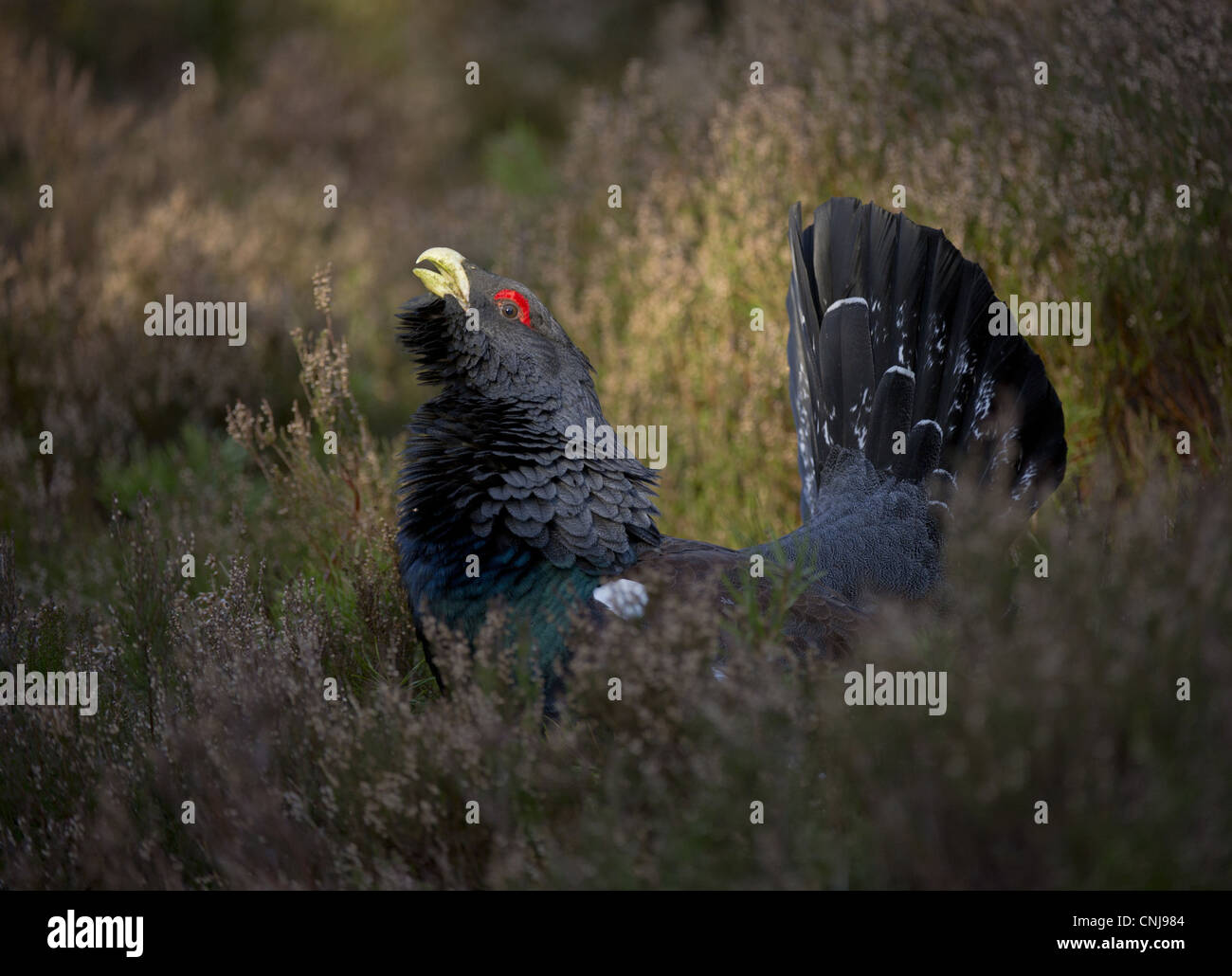 Western Capercaillie Tetrao urogallus rogue adult male displaying heather fringe pine forest Cairngorm N.P Highlands Scotland Stock Photo