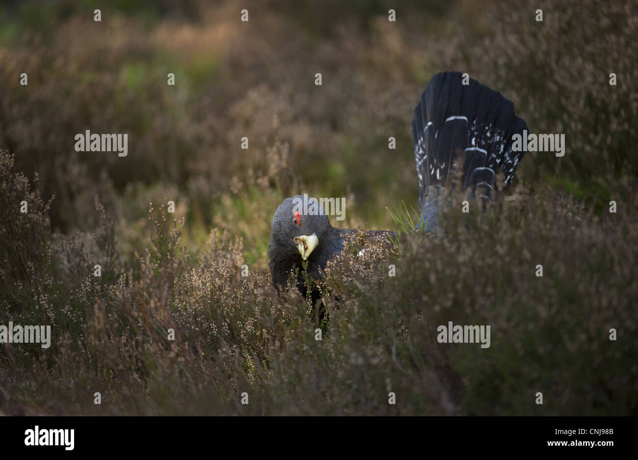 Western Capercaillie Tetrao urogallus rogue adult male feeding heather fringe pine forest Cairngorm N.P Highlands Scotland march Stock Photo