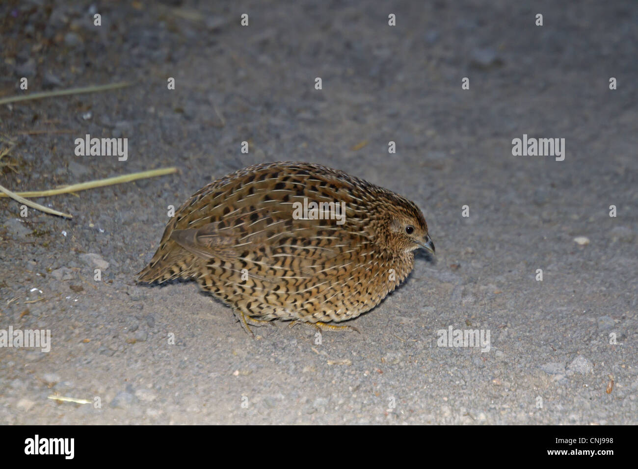 Brown Quail (Coturnix ypsilophora) introduced species, adult, walking on gravel, New Zealand, november Stock Photo