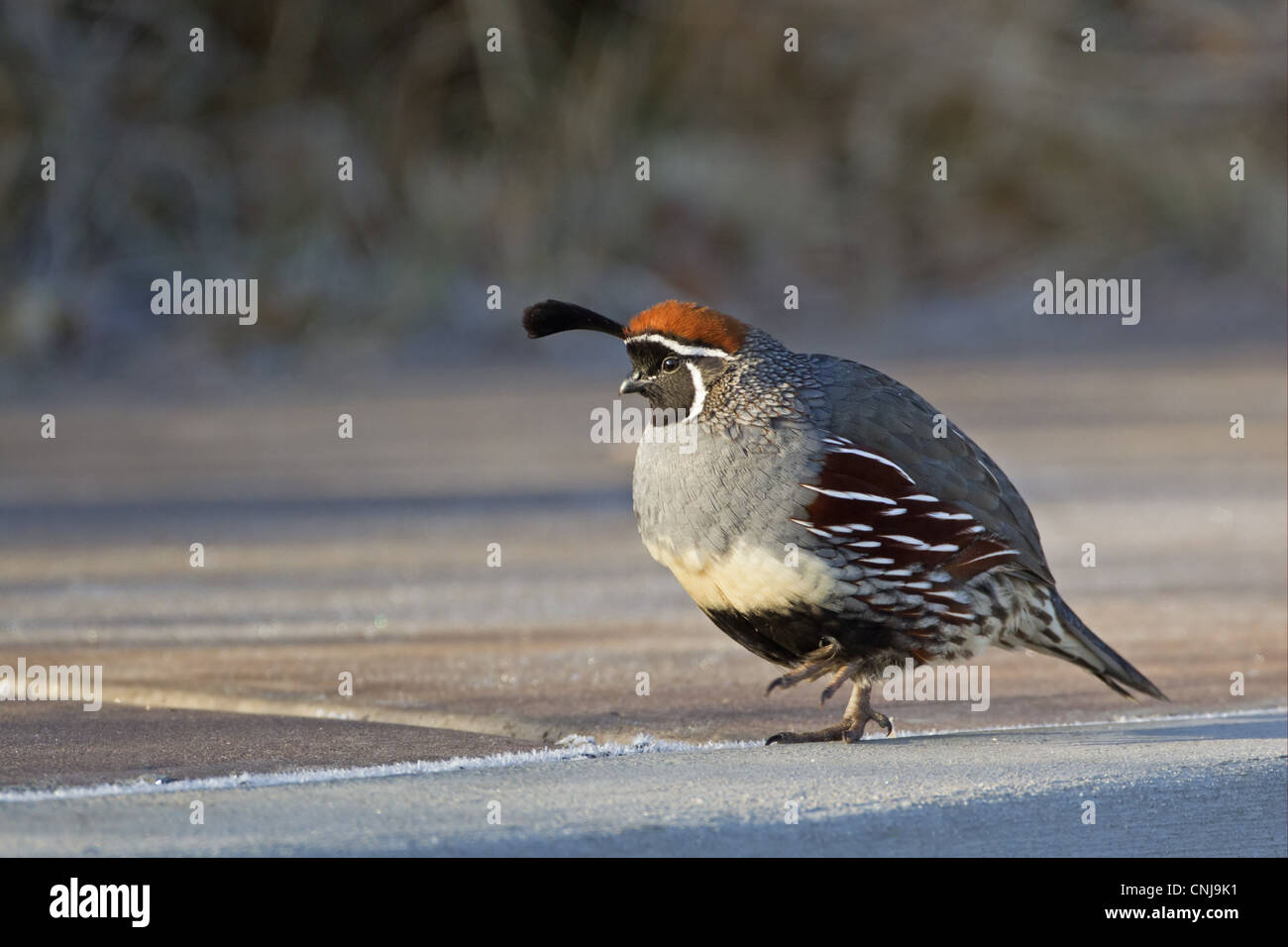 Gambel's Quail Callipepla gambelii adult male walking frost covered ground Bosque del Apache National Wildlife Refuge New Stock Photo