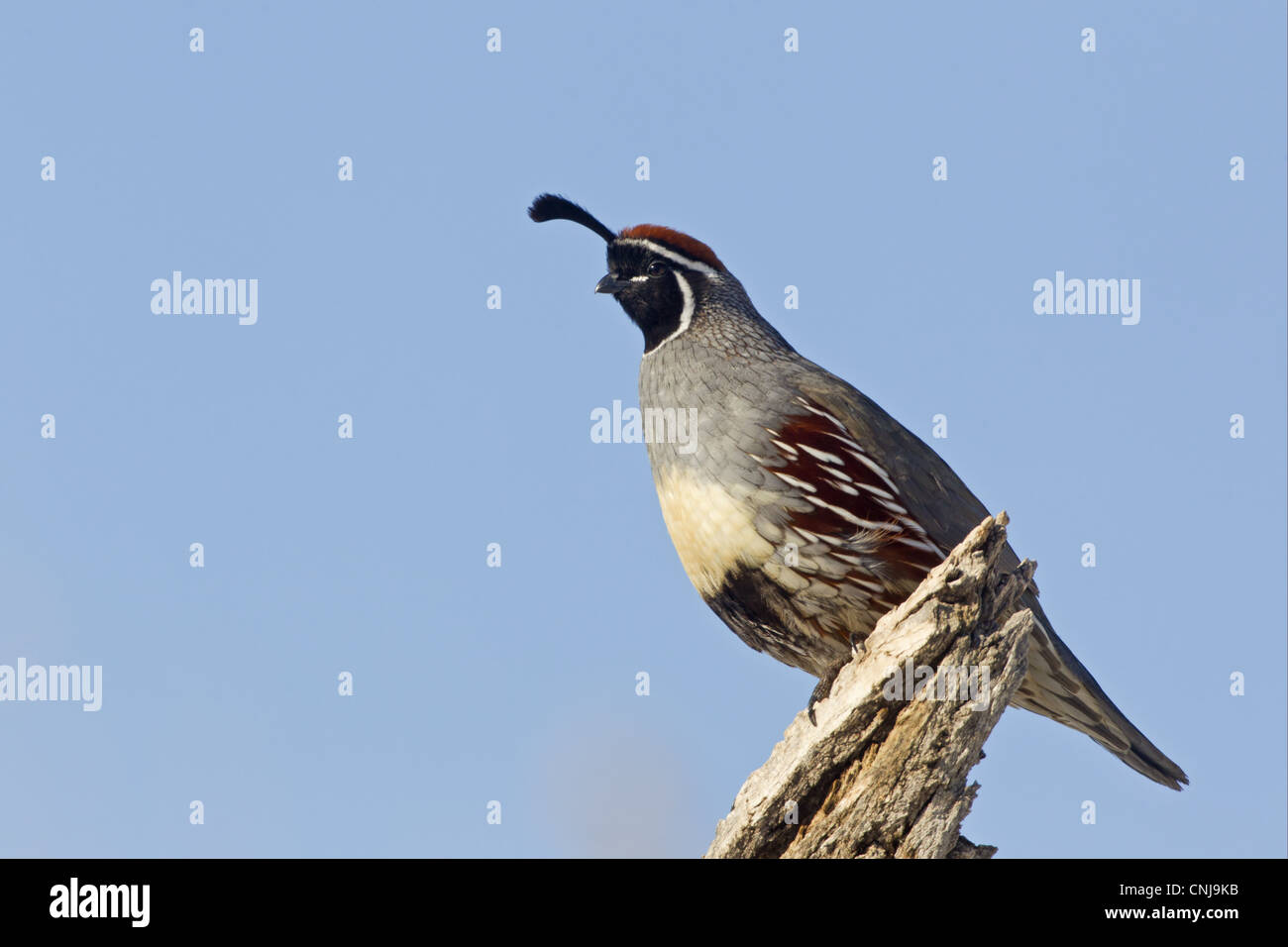 Gambel's Quail Callipepla gambelii adult male perched log Bosque del Apache National Wildlife Refuge New Mexico U.S.A december Stock Photo