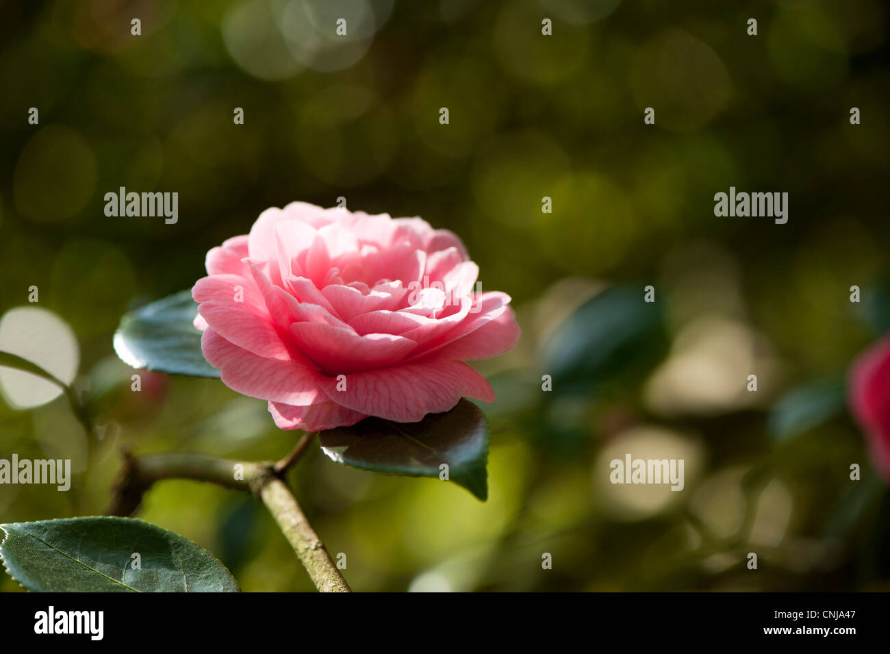 Pink Camellia in bloom Stock Photo Alamy