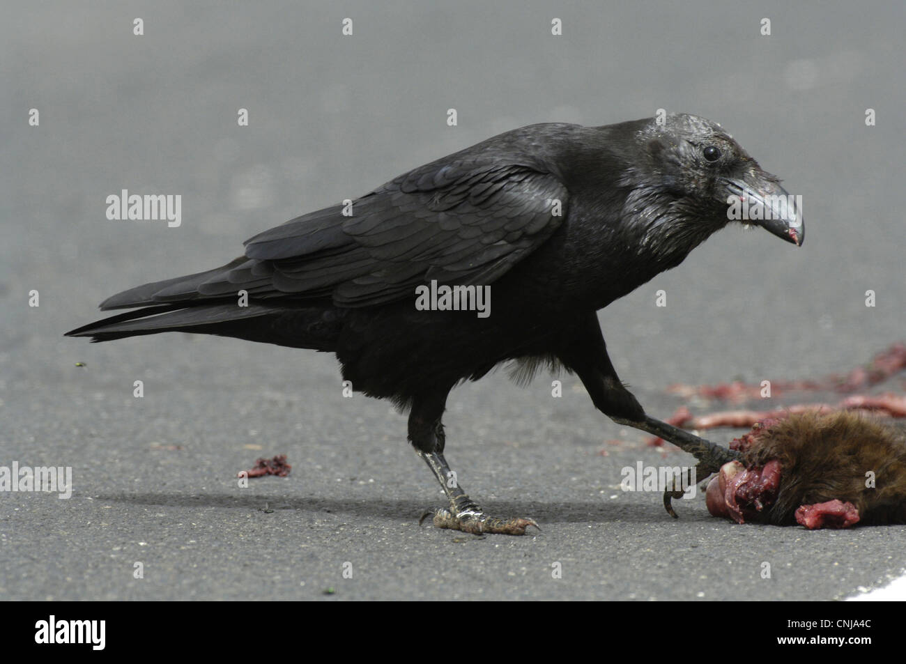Canary Islands Raven (Corvus corax tingitanus) adult, feeding on roadkill, Fuerteventura, Canary Islands, march Stock Photo