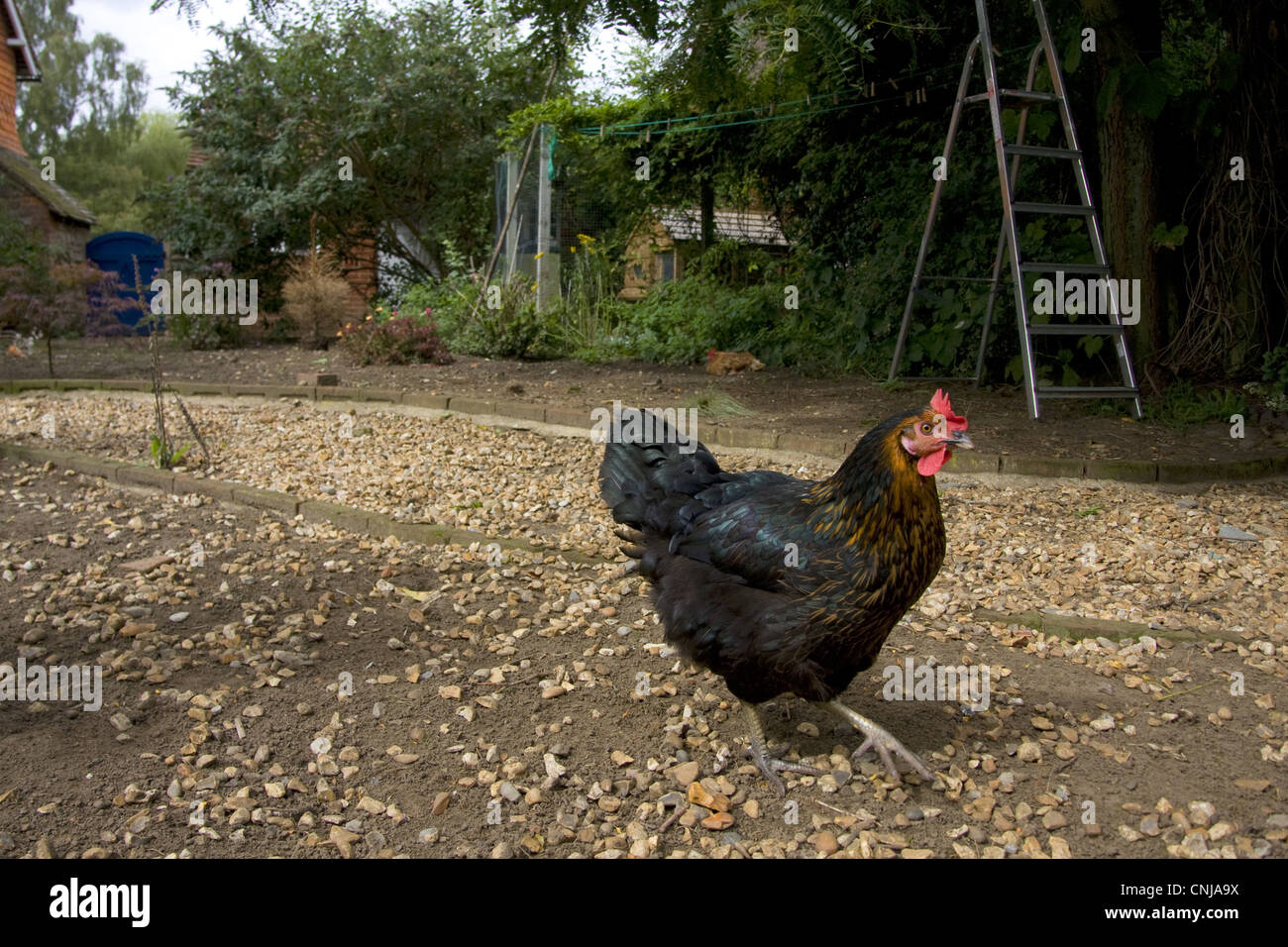 Domestic Chicken, hen, walking, freerange on smallholding, England
