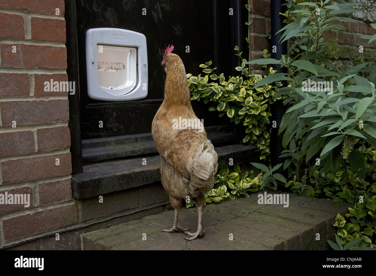 Domestic Chicken, hen, looking at cat-flap in door, freerange on smallholding, England, september Stock Photo