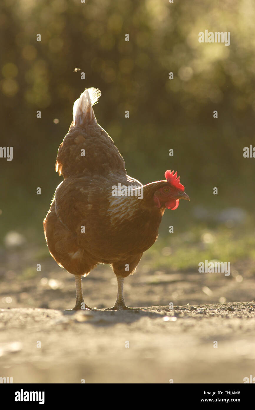Domestic Chicken, freerange hen, backlit on organic farm, Swillington Organic Farm, West Yorkshire, England, july Stock Photo