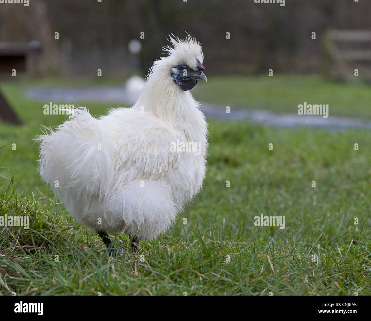 Domestic Chicken, White Silkie bantam hen, standing on grass, Whitewell, Lancashire, England, december Stock Photo