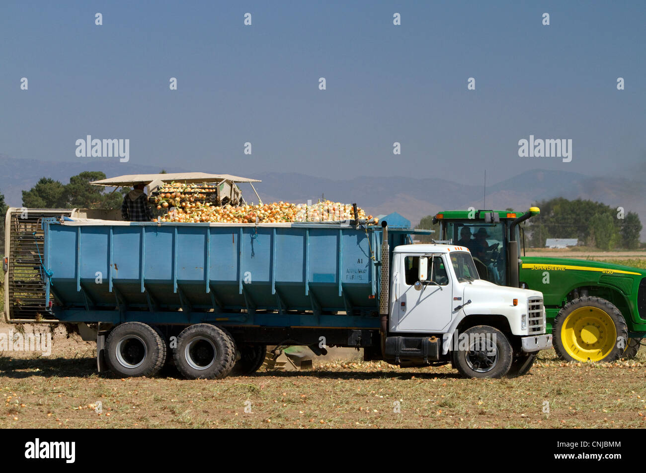 Onion harvest in Canyon County, Idaho, USA. Stock Photo