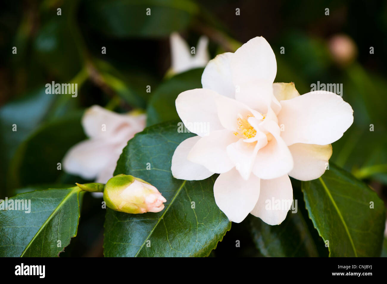 Camellia japonica white flower hi-res stock photography and images - Alamy