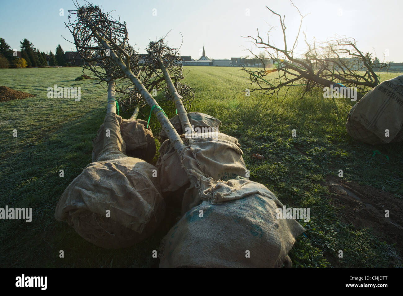 Trees for plantation. Recultivation of fruit tree orchard Stock Photo