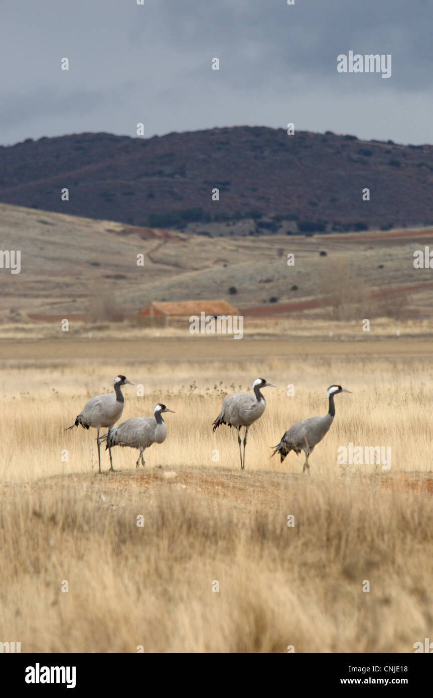 Common Crane (Grus grus) four adults, standing in high plain habitat, Gallocanta, Zaragoza, Aragon, Spain, january Stock Photo