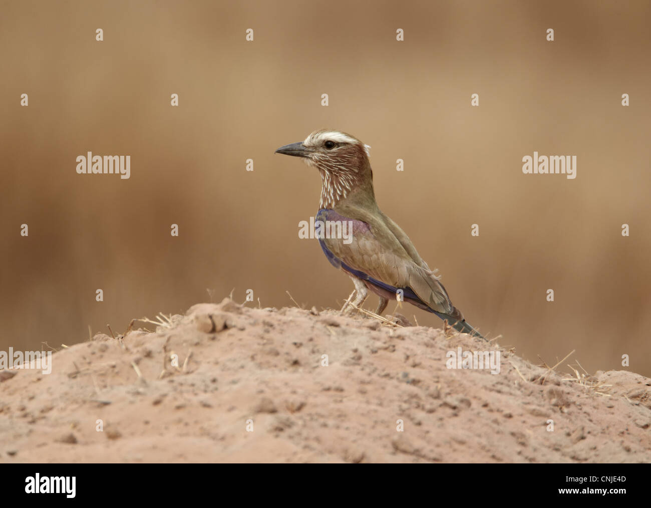 Rufous-crowned Roller (Coracias naevia) adult, standing on sandy ground, near Toubacouta, Senegal, january Stock Photo