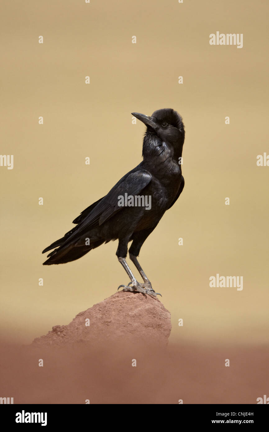 Cape black crow corvus capensis hi-res stock photography and images - Alamy