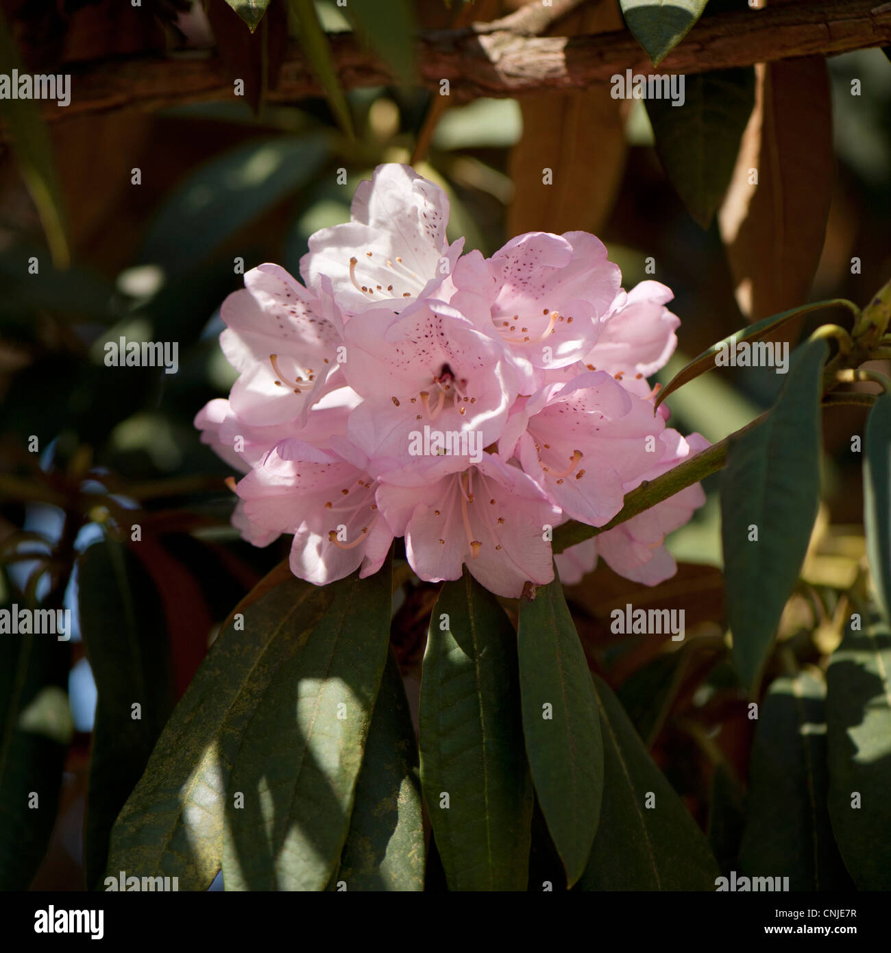 Rhododendron arboreum subsp cinnamomeum hi-res stock photography and ...