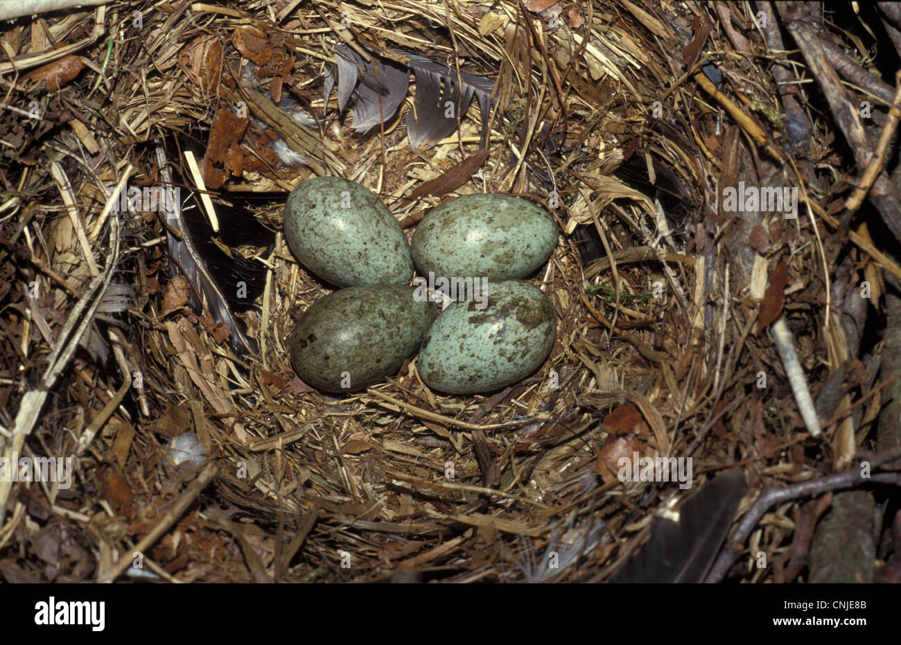 Rook nest hi-res stock photography and images - Alamy