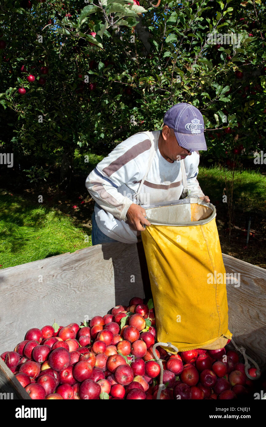 Migrant worker harvesting apples in Canyon County, Idaho, USA. Stock Photo