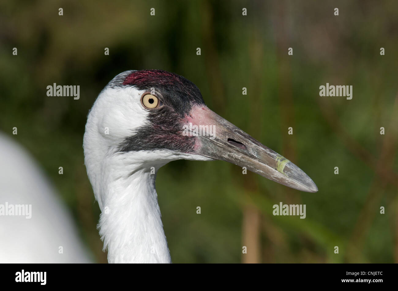 Whooping Crane (Grus americana) adult, close-up of head (captive) Stock Photo