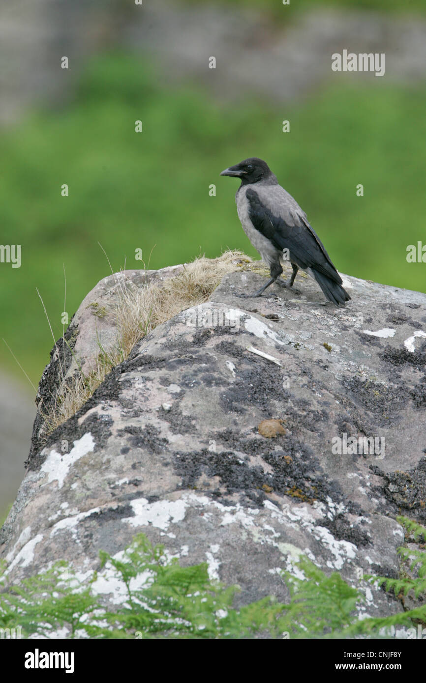 Hooded Crow (Corvus corone cornix) immature, standing on rock, Scotland, june Stock Photo