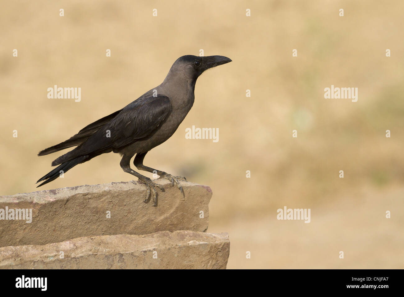 House Crow (Corvus splendens) adult, perched on wall, Madhya Pradesh, India Stock Photo