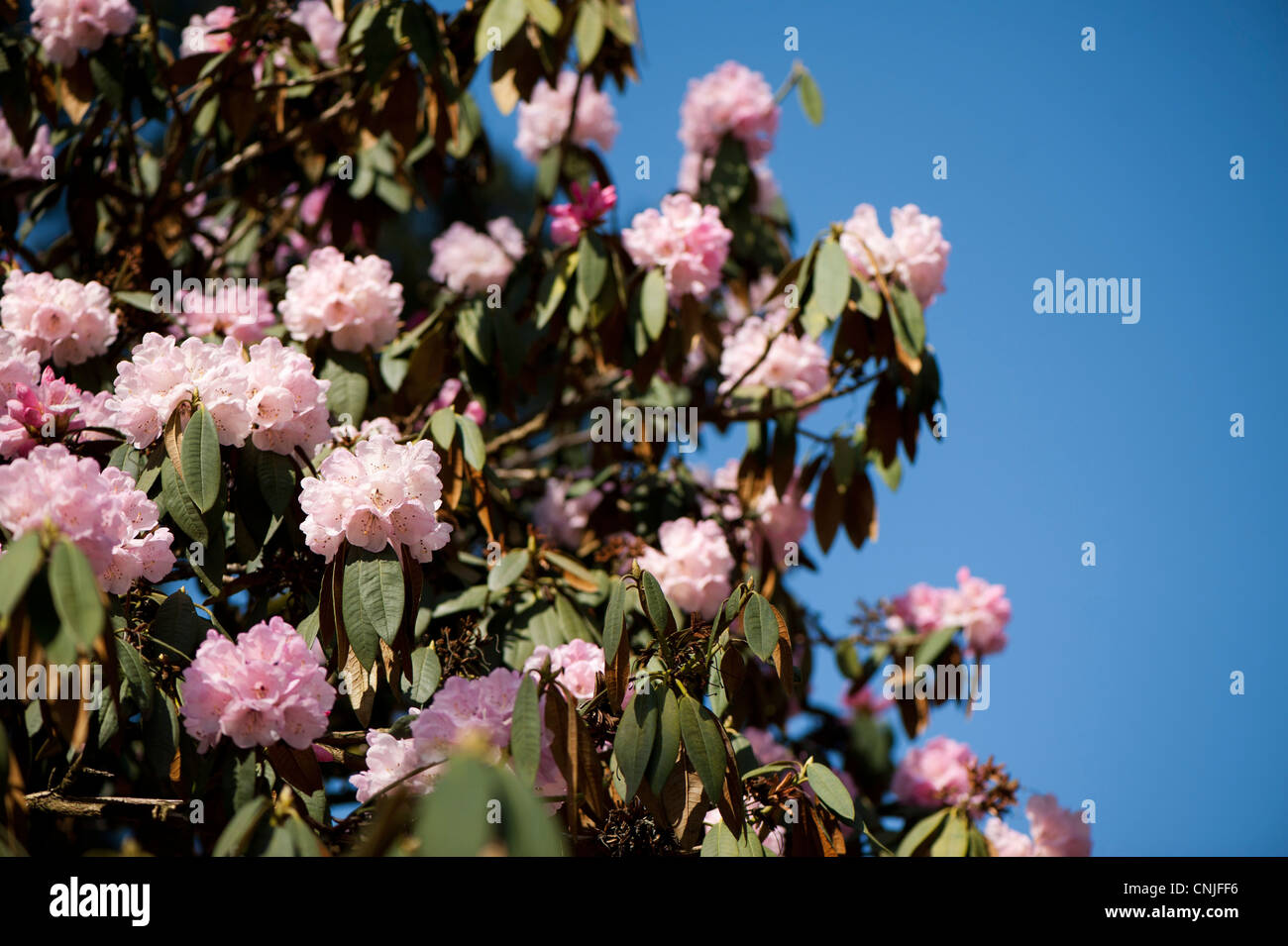 Rhododendron arboreum ssp cinnamomeum var cinnamomeum in flower Stock Photo