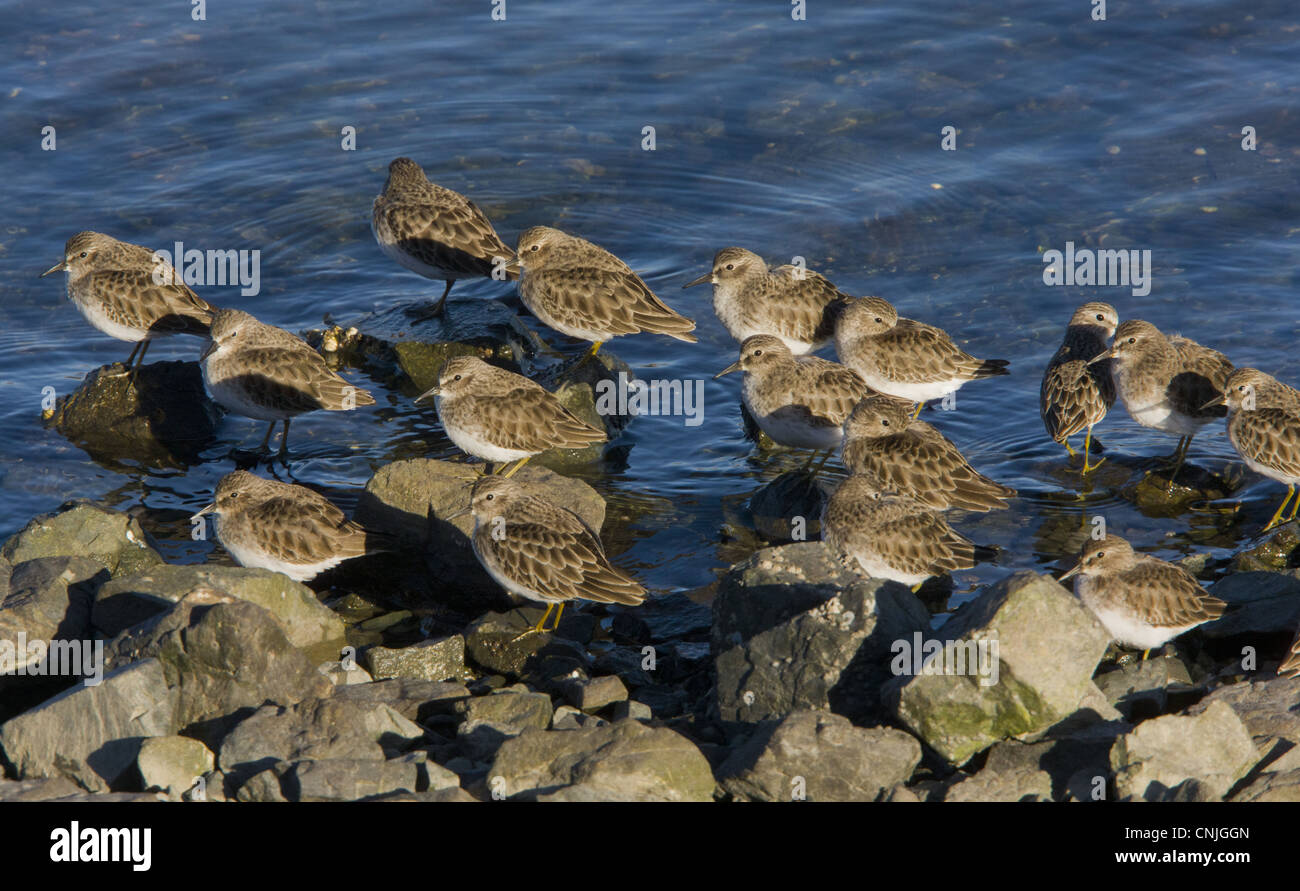 Least Sandpiper (Calidris minutilla) flock, roosting on rocks at high tide, Bodega Bay, California, U.S.A., november Stock Photo