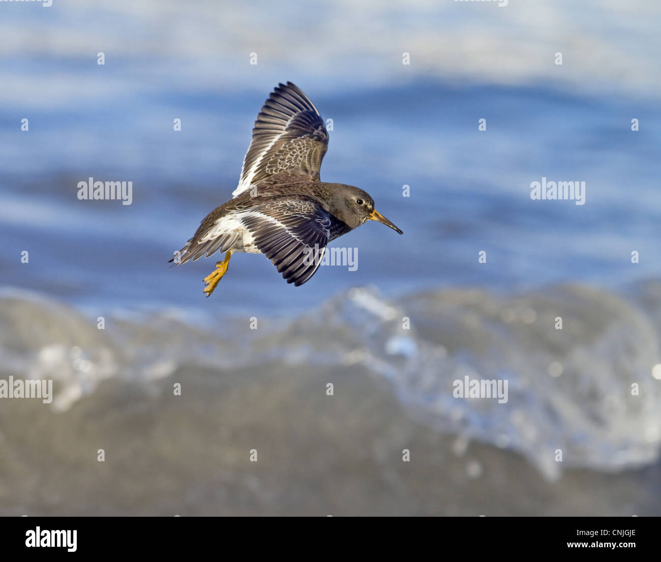 Purple Sandpiper (Calidris maritima) adult, winter plumage, in flight over sea with breaking wave, Northern Norway, march Stock Photo