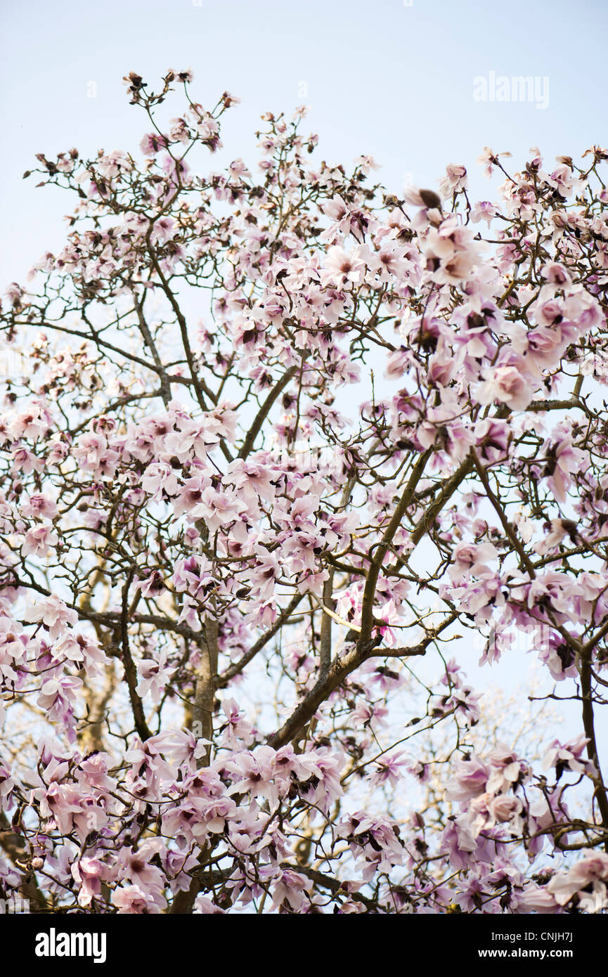 Magnolia campbellii, Campbell's Magnolia in bloom Stock Photo